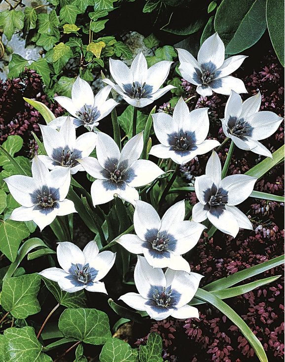 Цибулини тюльпану Alba Coerulea Oculata