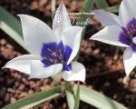 Цибулини тюльпану Alba Coerulea Oculata