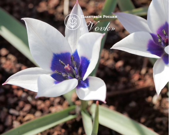 Цибулини тюльпану Alba Coerulea Oculata