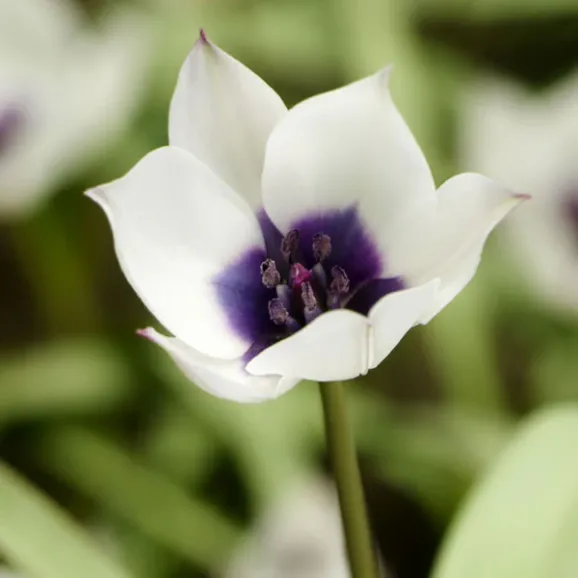 Цибулини тюльпану Alba Coerulea Oculata