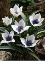 Луковицы тюльпана Alba Coerulea Oculata