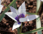 Цибулини тюльпану Alba Coerulea Oculata