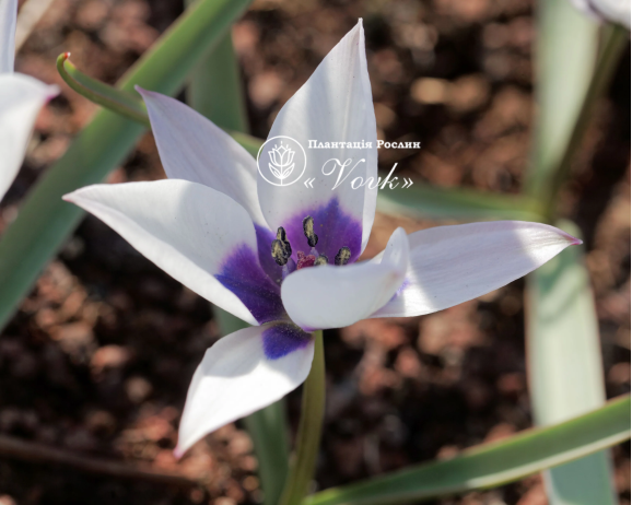 Цибулини тюльпану Alba Coerulea Oculata