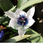 Цибулини тюльпану Alba Coerulea Oculata