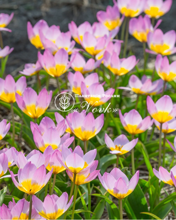 Цибулини тюльпану Bakeri Lilac Wonder