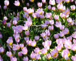 Цибулини тюльпану Bakeri Lilac Wonder