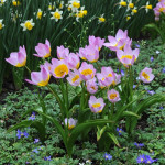 Цибулини тюльпану Bakeri Lilac Wonder