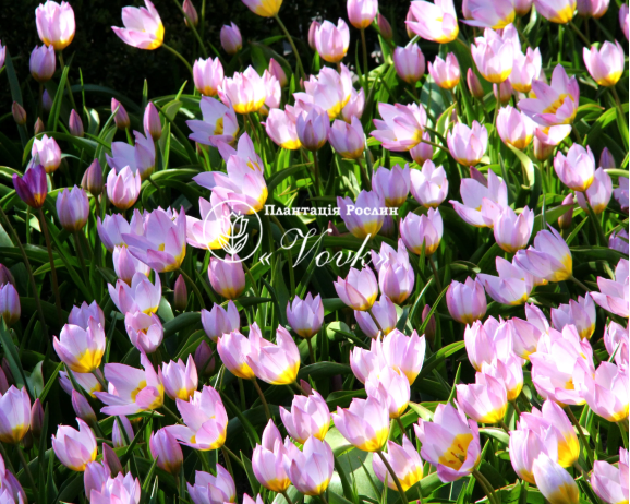 Цибулини тюльпану Bakeri Lilac Wonder