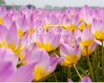 Цибулини тюльпану Bakeri Lilac Wonder