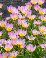 Цибулини тюльпану Bakeri Lilac Wonder