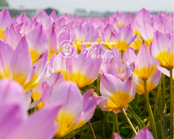 Цибулини тюльпану Bakeri Lilac Wonder