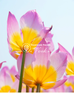 Цибулини тюльпану Bakeri Lilac Wonder