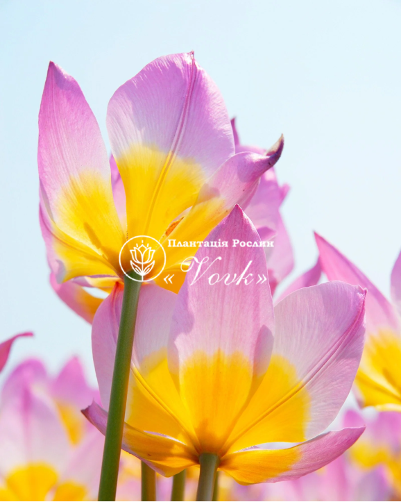 Цибулини тюльпану Bakeri Lilac Wonder