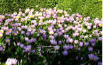 Цибулини тюльпану Bakeri Lilac Wonder