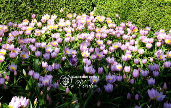 Цибулини тюльпану Bakeri Lilac Wonder