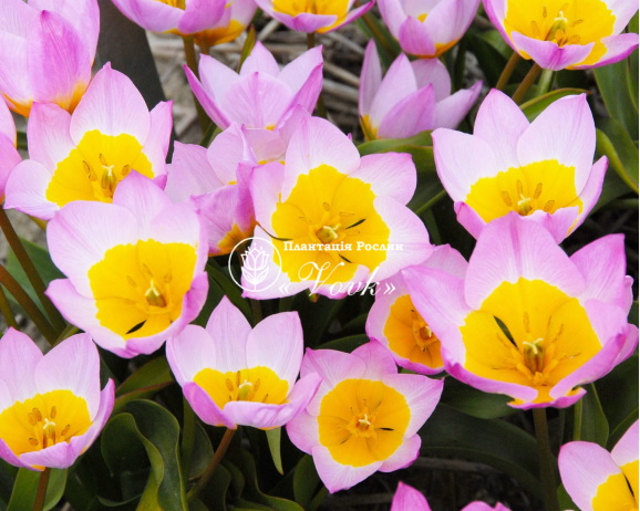 Цибулини тюльпану Bakeri Lilac Wonder