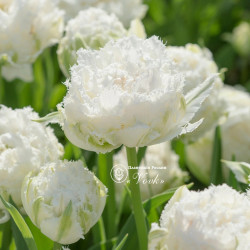 Луковицы тюльпана Snow Crystal