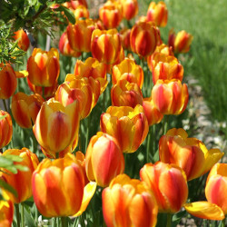 Цибулини тюльпану Blushing Apeldoorn