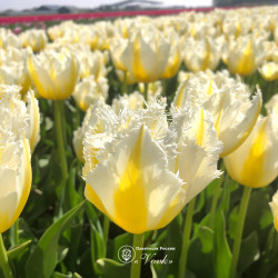 Луковицы тюльпана Lemon Beauty