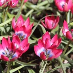 Цибулини тюльпану Little Beauty