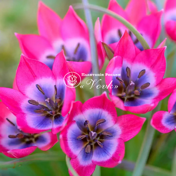 Луковицы тюльпана Little Beauty