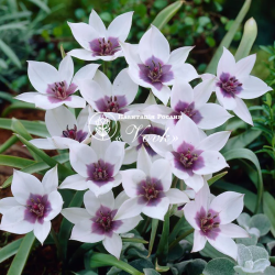 Луковицы тюльпана Alba Coerulea Oculata