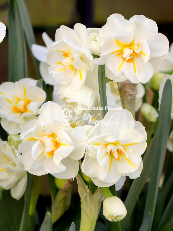 Цибулини нарцису Sir Winston Churchill