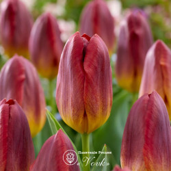 Луковицы тюльпана Amber Glow