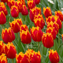 Луковицы тюльпана Fabio