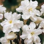 Цибулини нарцису Albus Plenus Odoratus