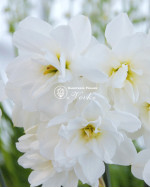 Луковицы нарцисса Albus Plenus Odoratus
