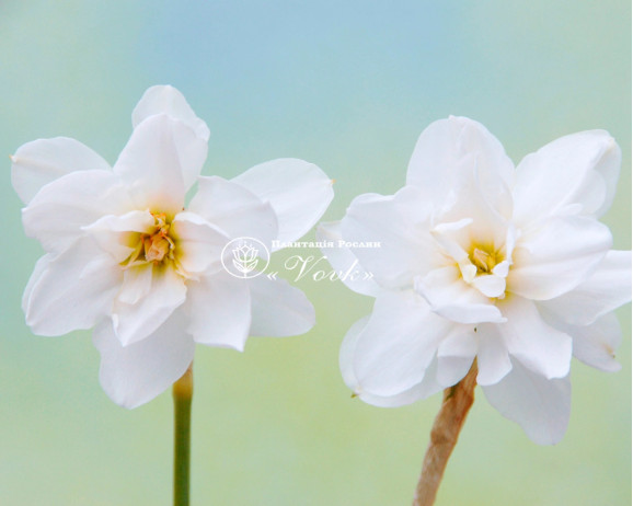 Луковицы нарцисса Albus Plenus Odoratus
