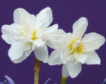 Луковицы нарцисса Albus Plenus Odoratus