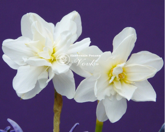 Луковицы нарцисса Albus Plenus Odoratus