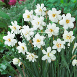 Луковицы нарцисса Albus Plenus Odoratus