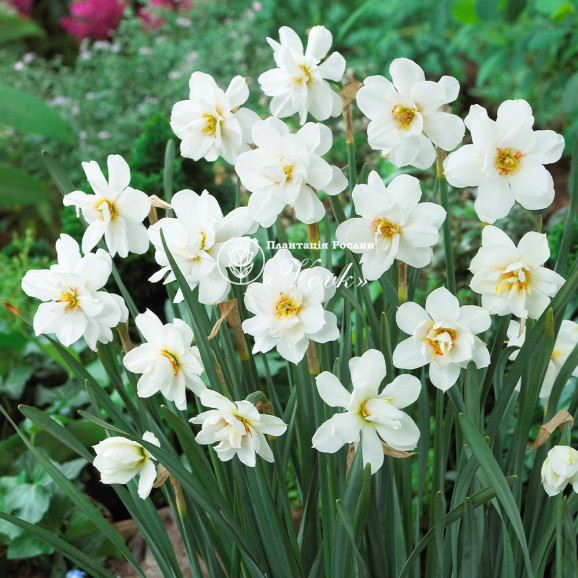 Луковицы нарцисса Albus Plenus Odoratus