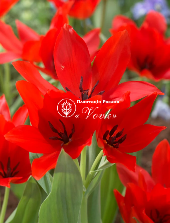 Луковицы тюльпана Praestans Zwanenburg Variety