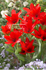 Луковицы тюльпана Praestans Zwanenburg Variety