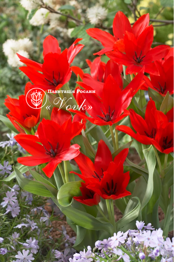 Луковицы тюльпана Praestans Zwanenburg Variety