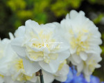 Луковицы нарцисса Easter Born