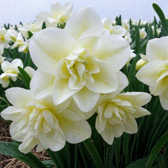 Цибулини нарцису Easter Born