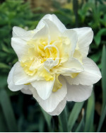 Луковицы нарцисса Easter Born