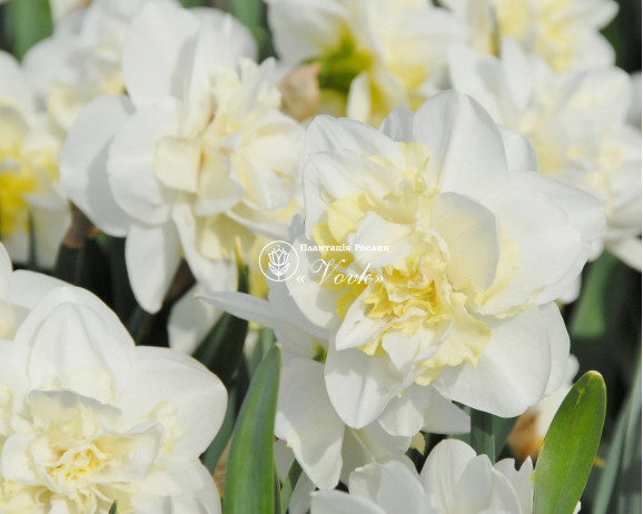 Луковицы нарцисса Easter Born