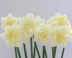 Луковицы нарцисса Easter Born
