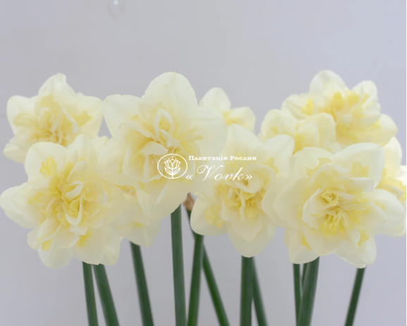 Луковицы нарцисса Easter Born