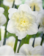 Луковицы нарцисса Easter Born