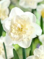 Луковицы нарцисса Easter Born