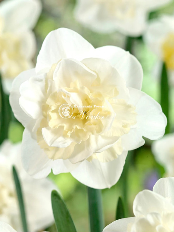 Луковицы нарцисса Easter Born