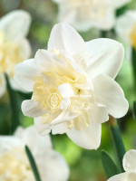 Луковицы нарцисса Easter Born