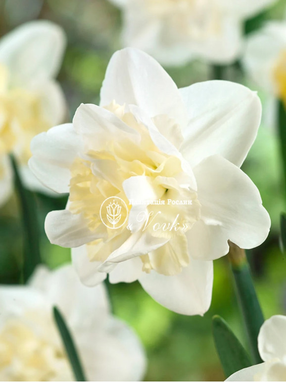 Луковицы нарцисса Easter Born